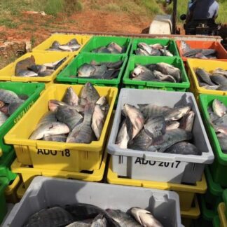 Tilápia Inteira Fresca Por Kilo